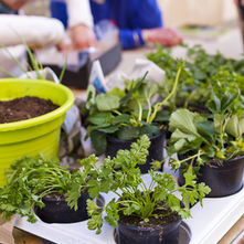 Échangez des plantes, cultivez la biodiversité : les avantages méconnus du troc végétal