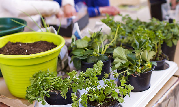 Potted Plants
