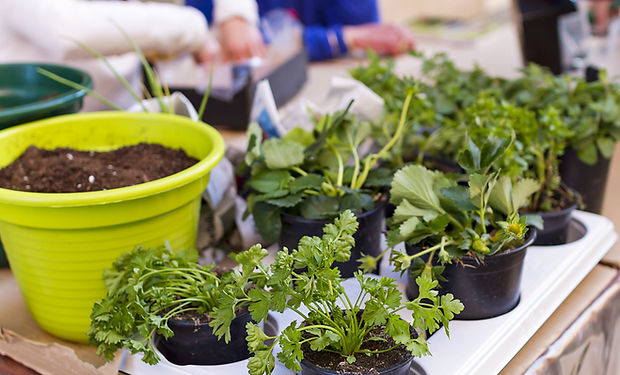 Gardening