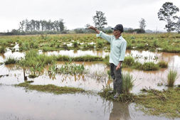 ECONOMÍA. Crisis en las chacras misioneras: por las lluvias las plantaciones están suspendidas