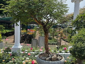 How Our Jose Pots Are Bringing a Modern Twist to the Art of Bonsai