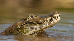 Untitled design(1).png