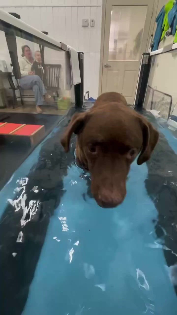 Dogs in treadmill.mov