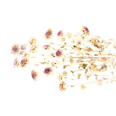 Dry Flowers_edited.jpg