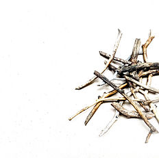 Dry Sticks_edited.jpg