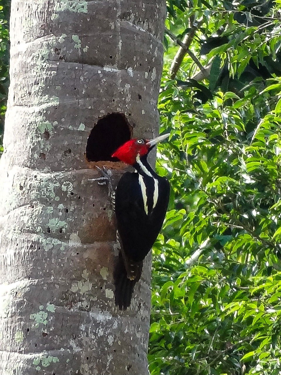 Pale billed woodpecker