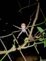 Orb weaver