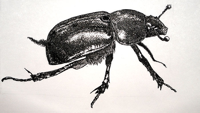 Scarabée