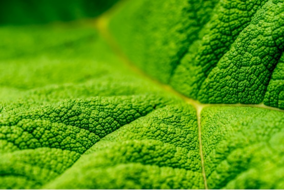 استخدم وضع ماكرو وتحديد الدقة