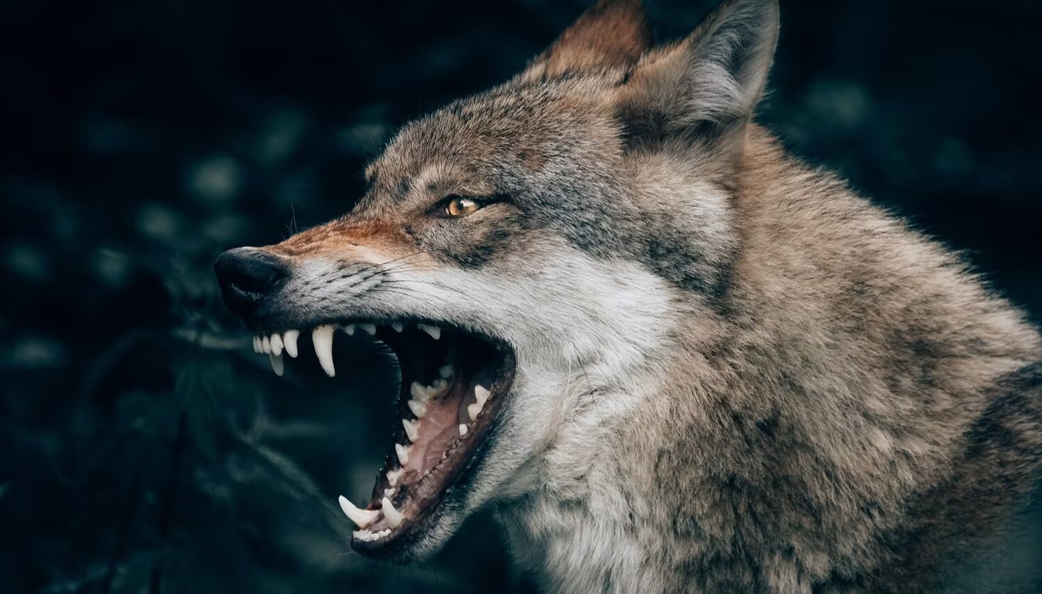 صورة ذاتية مع الجاكوار أشرس الحيوانات