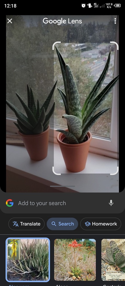 اعرف نوع النباتات بواسطة Google Lens