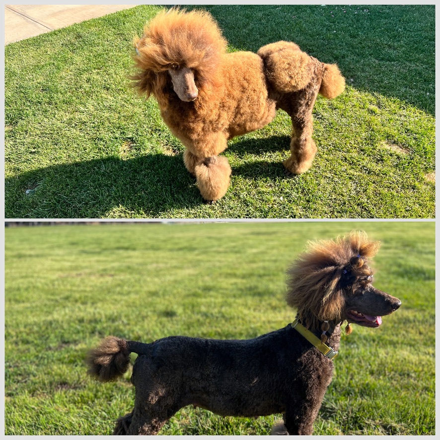 Poodle Puppy Spa Day: Top Grooming Tips for Your Fluffy Friend! š©āØ