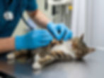 A photo of a veterinarian carefully examining a cat. The veterinarian is wearing gloves and a stethoscope around his neck. The cat is lying on a table and has its eyes closed. The background contains medical equipment and a white curtain.
