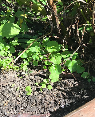 Germinação espontânea, de sermentes de Valeriana officinalis caídas no solo de horta. Sementes originadas de plantas que floriram no local. Serra da Bocaina, São Paulo, Brasil