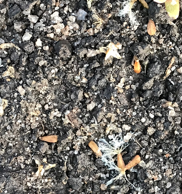 Sementes de Valeriana officinalis, caidas no solo, próximas às plantas que floriram no Brasil.