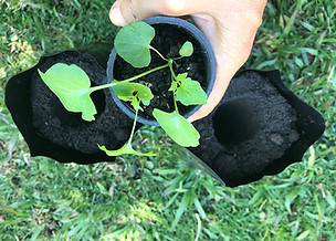 Valeriana Officinalis sendo transplantada de tubete para saco