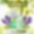 Buddha White Sage Cleansing Spray: Sacred Mist of Serenity (5.6 oz)