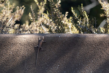 small lizard blends into concrete in the shade