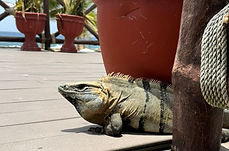 iguana