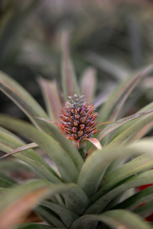 Pineapple plantation | Ananas | Sao Miguel |  Jesse Olivier Photo ©
