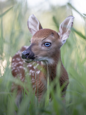 Wildlife photography print. Fine Art photograph of a newborn white-tailed deer. Limited edition. Hahnemühle paper. Imprimé photo. Édition limitée.