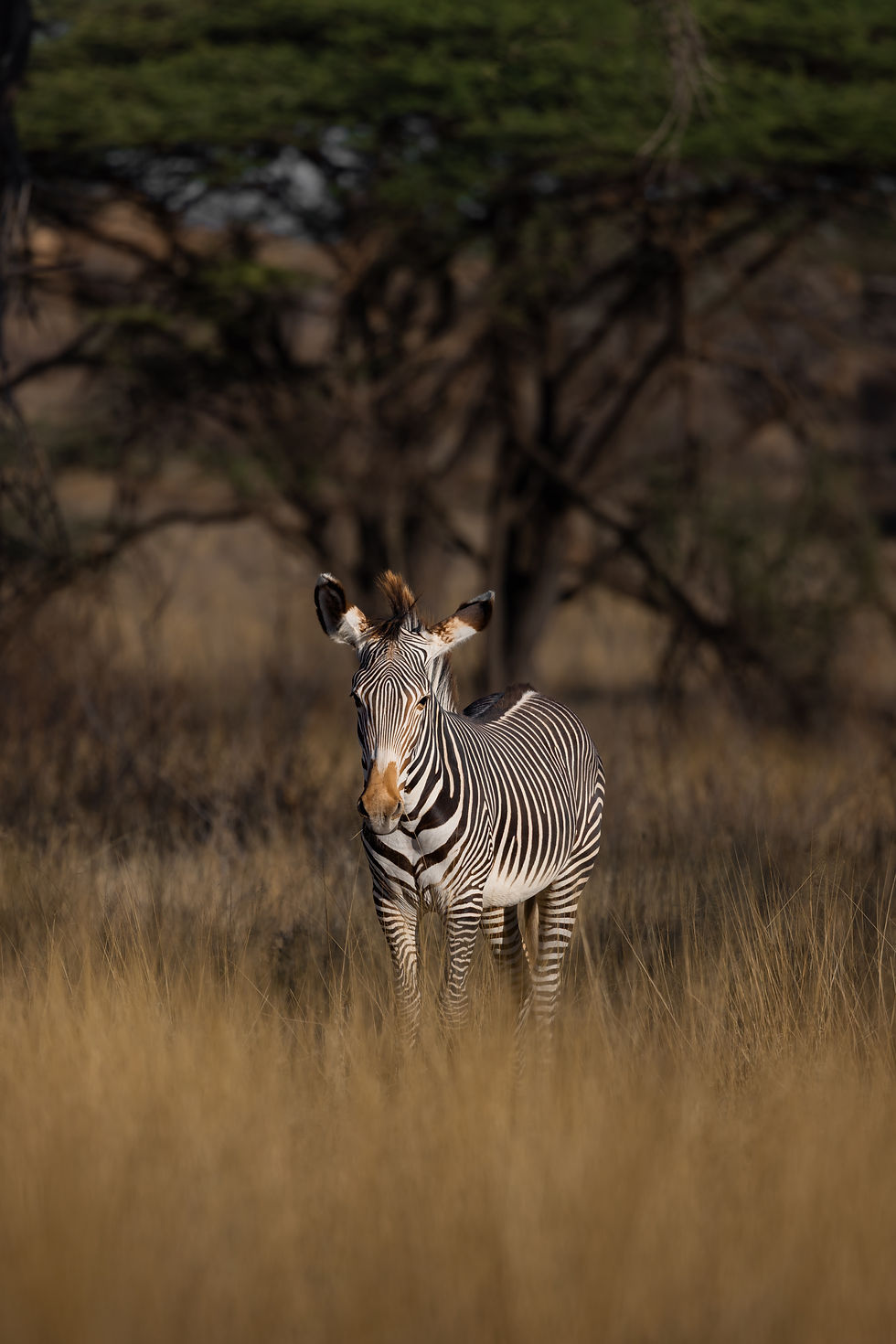Ziggy the Grevy