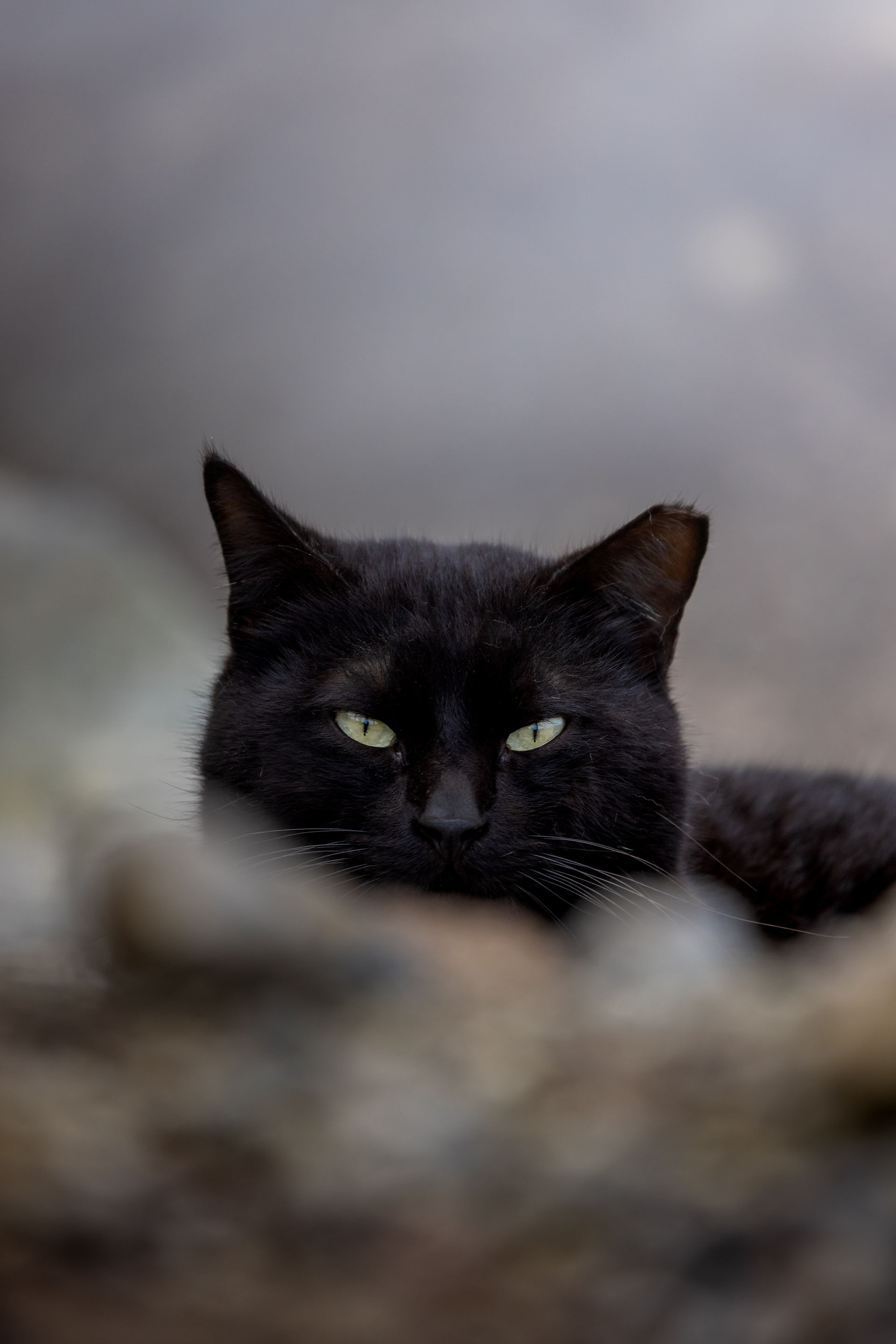 A cat in Lagoa Das Furnas | Fumaroles | Geothermy | Volcan | Sao Miguel | Europe | Jesse Olivier Photo ©