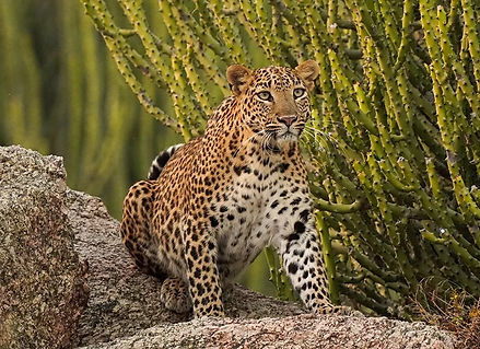 Jawai Leopard safari