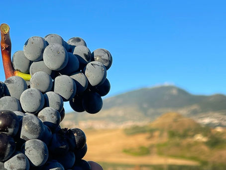 Monti di Vini Wine & Music Fest "volti e storie del vino siciliano"