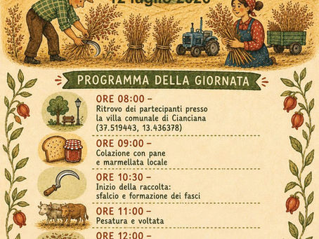 La raccolta del Cece Rosso di Cianciana: una giornata tra tradizione, agricoltura e convivialità