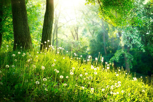 言葉にならない思いに寄り添う対話と傾聴セッションをイメージした森の風景