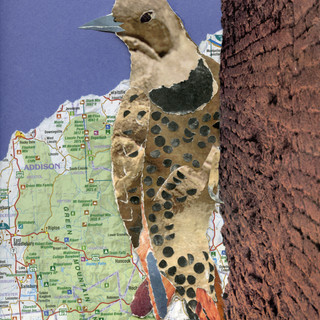 flicker003-laurie-bogdan.jpeg