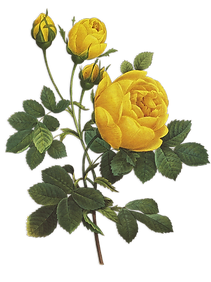 Yellow Roses Illustration _edited.png