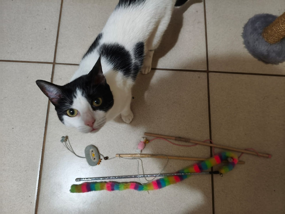 Varinhas de Gato Shein