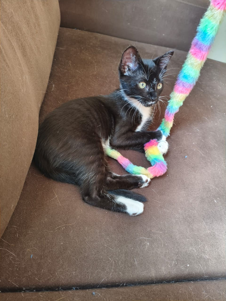 Review: Todos os Produtos Pet que Comprei Desde que Me Tornei a Humana Reserva de 5 Gatinhos