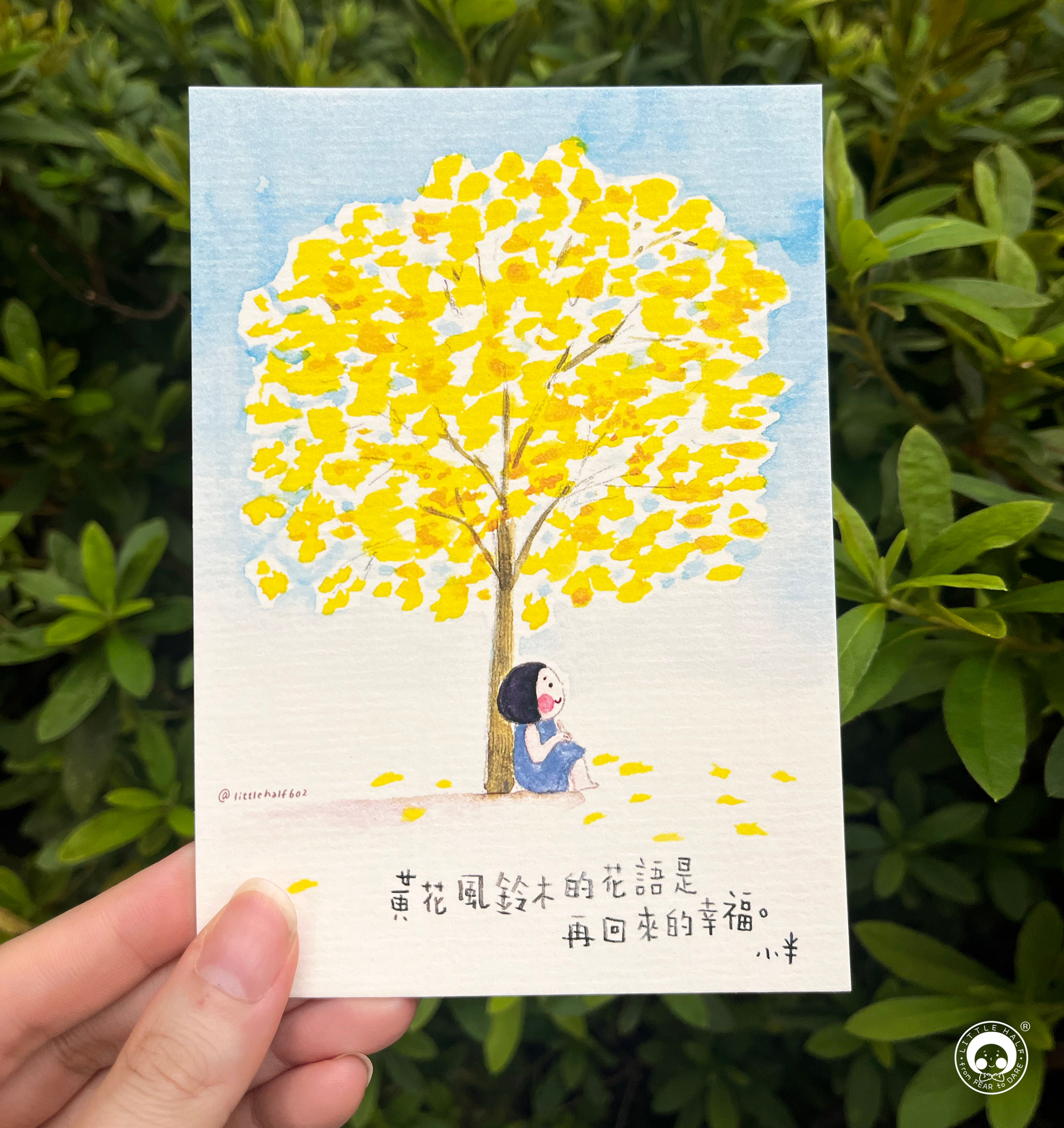 小半花語Postcard-黃花風鈴木