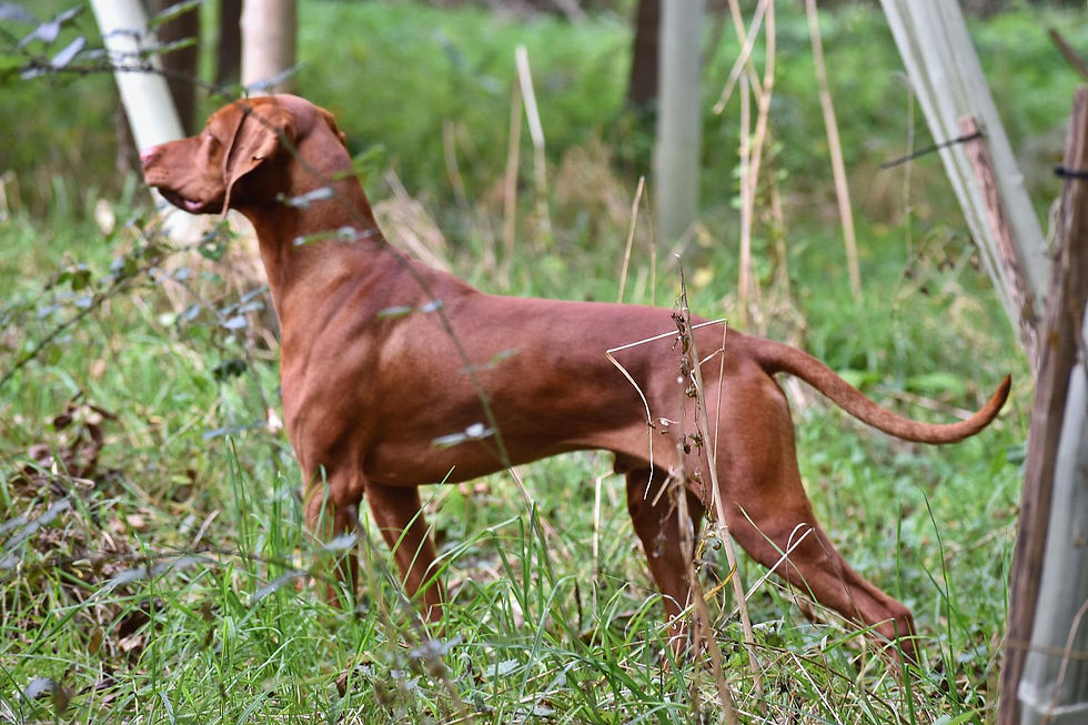 C878C4CD-9A8C-4B20-AB2B-CAB86E2BBFFE.jpe