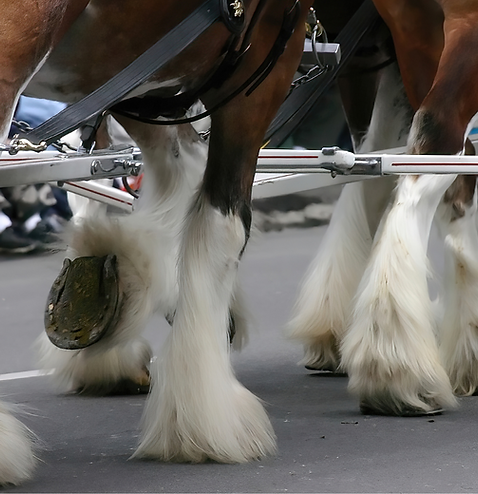 The image displays the iconic feathering on the legs and feet of these magnificent draft horses