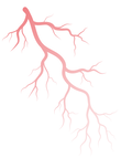 Red Blood Cell Faded-08.png
