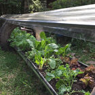 Vegetable patch inside one of our self-made greenhouses.