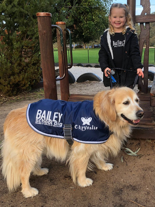 Bailey - Chrysalis Therapy Dog