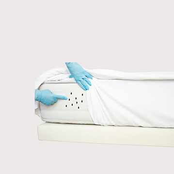 bed bugs image.png