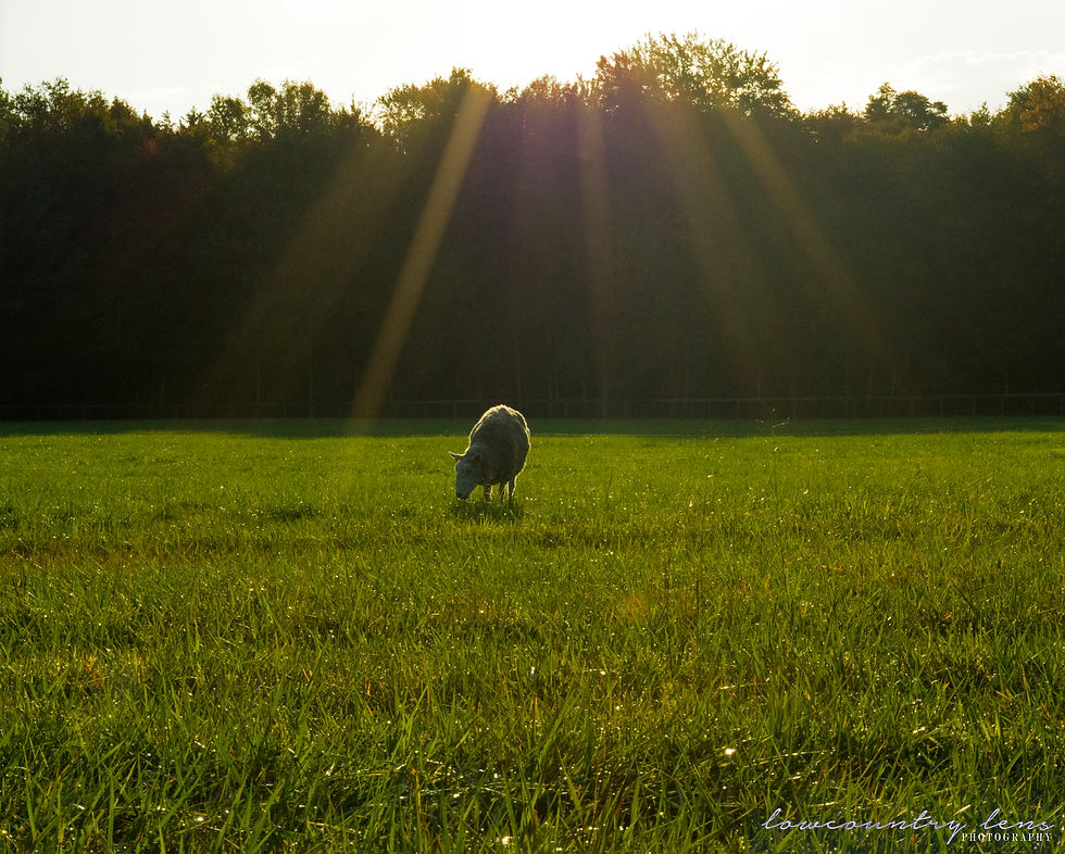 sunrise