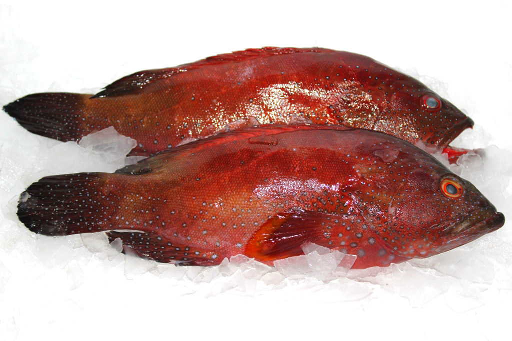 Baby Red Hammour
