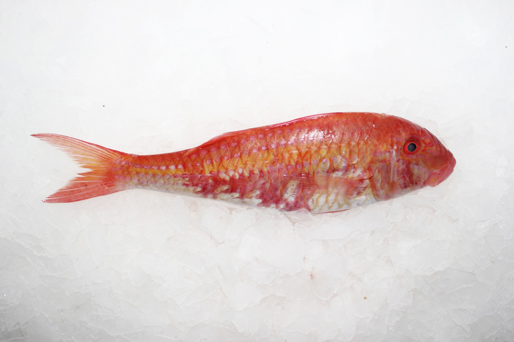 Red Mullet