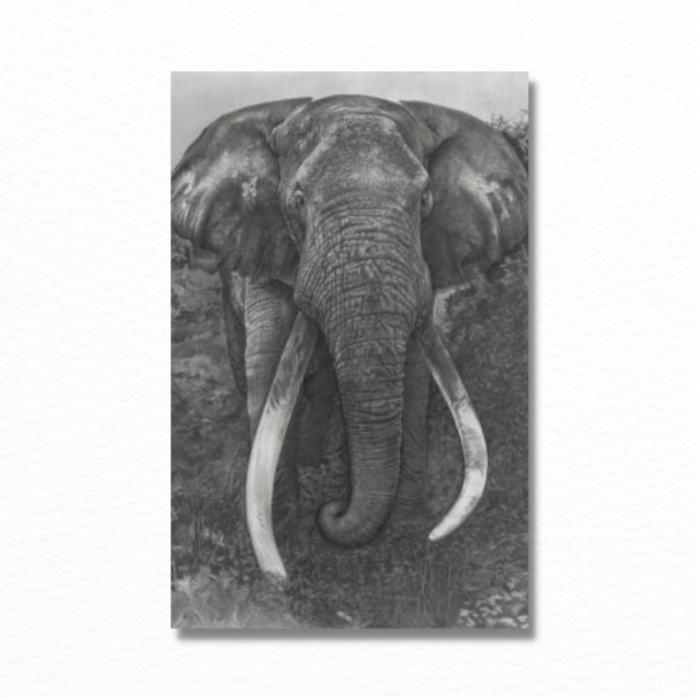 Thumbnail: HAND DRAWN AFRICAN ELEPHANT ART PRINT | 'TIM'