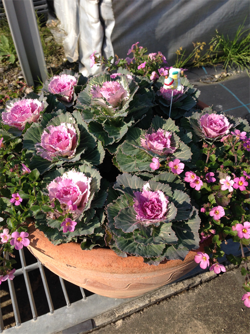 葉牡丹ツグミとバコパの寄せ植え