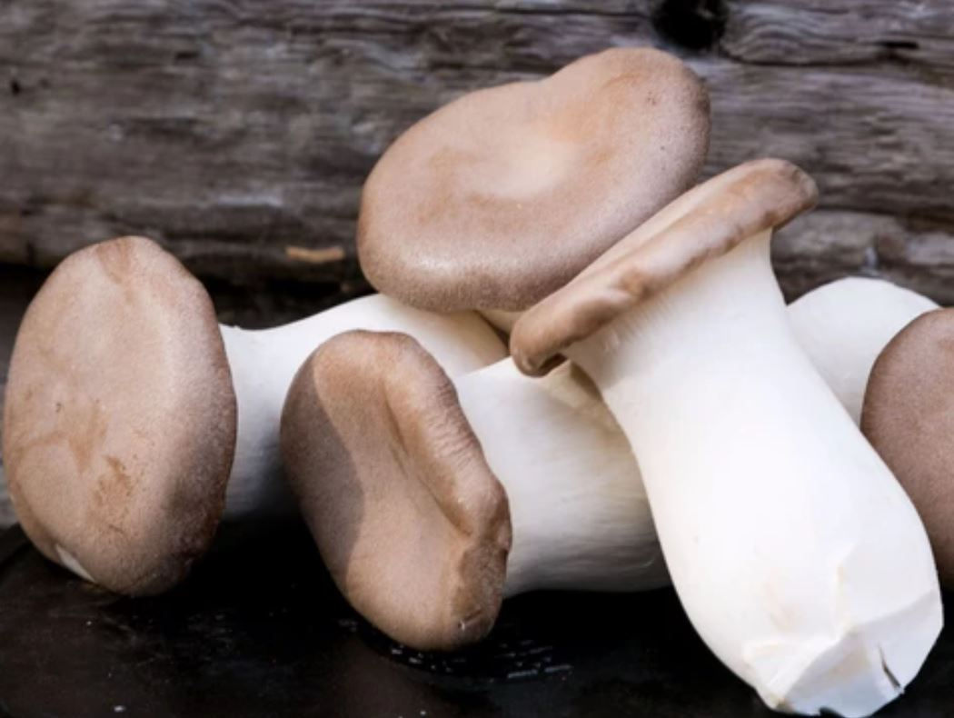 Oyster Mushrooms