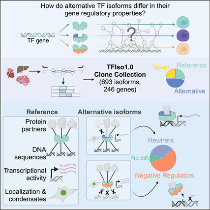 Clarissa and Anna publish a paper titled "Widespread variation in molecular interactions and regulatory properties among transcription factor isoforms" in Molecular Cell!