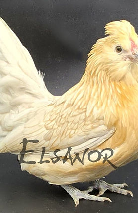 BARBUE DE WATERMAEL CAILLE BLANC.jpg